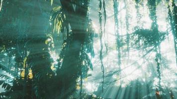 diep tropisch oerwoud regenwoud in mist video