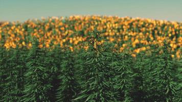 Field of industrial hemp cannabis in the evening sun video