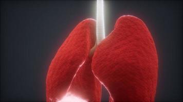 animation 3d des poumons humains