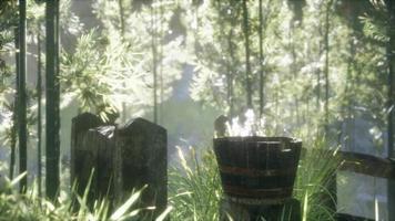 japanischer bambuswald und grünes wiesengras mit natürlichem licht