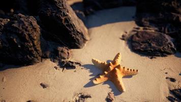 Starfish on sandy beach at sunset