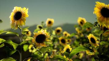 campo di girasoli in una calda serata estiva video