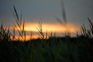 Evening sunset through thick grass on meadow, beautiful orange sky landscape, twilight background photo