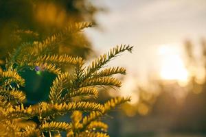 Yew tree Taxus baccata branch copy space, evergreen yew tree in beautiful sunlight, sunny weather photo