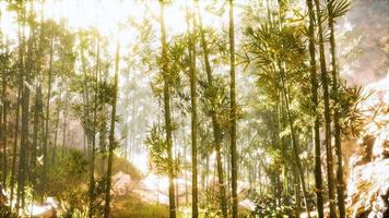bosque de bambú asiático con luz solar matutina video