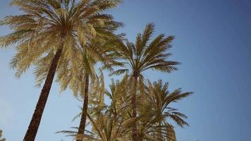 Palm trees at Santa Monica beach video