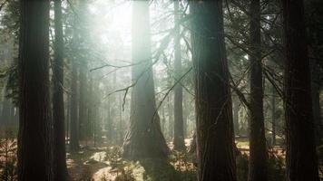 Sonnenaufgang in den Mammutbäumen, General Grant Grove, Sequoia National Park video