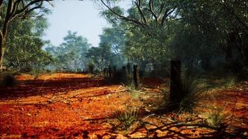 Dingoe fence in the Australian Outback video