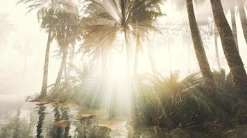 coconut palms in deep morning fog video