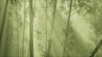asian bamboo forest with morning fog weather