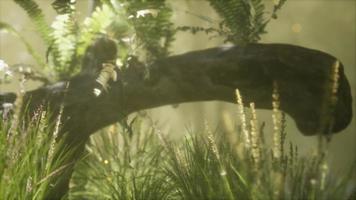 horizontally bending tree trunk with ferns growing, and sunlight shining video