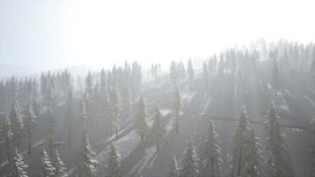 Aerial view of forest during cold winter morning video