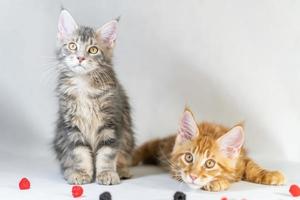 Maine Coon kittens, red and black cute cats. Largest and beautiful cat breed. White background