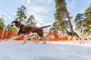 Sled dogs race competition, Siberian husky dogs in harness, Sleigh championship challenge in cold winter russia forest.