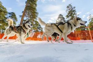 competencia de carreras de trineos tirados por perros, perros husky siberianos en arnés, desafío de campeonato de trineos en el frío bosque invernal de rusia.