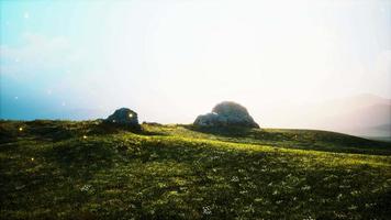 alpine meadow with rocks and green grass video