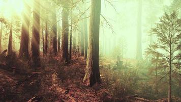 herrliche Landschaft des Nadelwaldes am Ende des Herbstes video