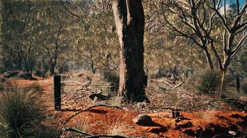 cespuglio australiano con alberi sulla sabbia rossa video