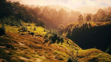 coucher de soleil en montagne avec herbe verte et arbres video