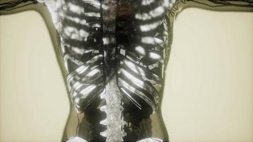 human skeleton bones scan glowing video