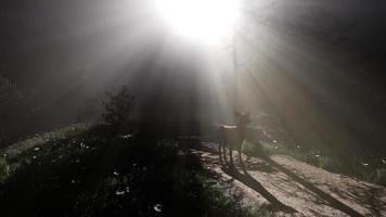 Great Red Deer in a Green Forest video