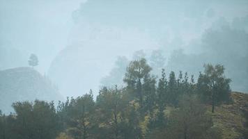 Bäume auf Wiese zwischen Hügeln mit Wald im Nebel