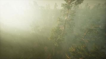 drone traversant le brouillard pour montrer le séquoia et le pin video