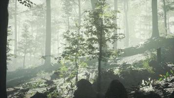 Sonniger Silhouettenwald mit Sonnenstrahlen durch Nebel
