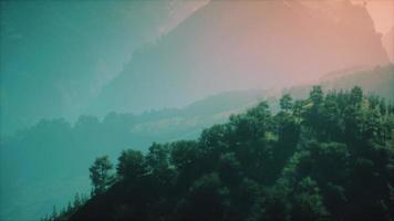 arbres verts dans le canyon au coucher du soleil avec brouillard video