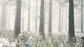 frozen winter forest in the fog video