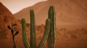 arizona öken solnedgång med jätte saguaro kaktus video