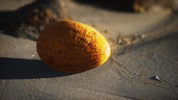 melon du désert sur la plage de sable video