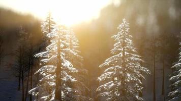 esplêndida cena de natal na floresta de montanha. nascer do sol de inverno colorido video