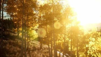 pôr do sol brilhante nas montanhas com floresta video