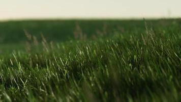 herbe fraîche verte comme joli fond video