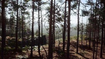 Wild pine trees at dawn during sunrise in a beautiful alpine forest video