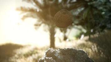 extreme slow motion falling coconut in jungle video