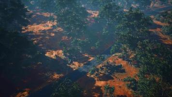 drone shot vista aérea o carretera en bosques antiguos video