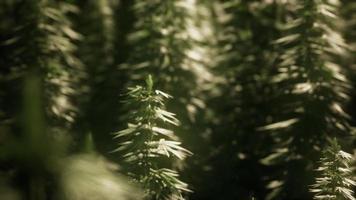 bosquets de plantes de marijuana sur le terrain