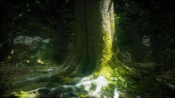 beautiful green moss on the floor and trees video