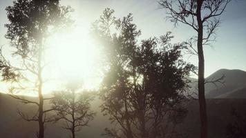montagnes des carpates brouillard et brume à la forêt de pins video
