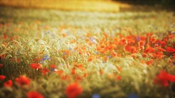 zonsondergang in het veld met wilde bloemen video