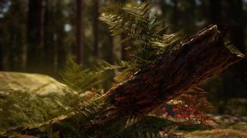 vroege ochtendzon in de sequoia's van mariposa grove video