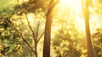 bosque de alerces con luz solar y sombras al amanecer video