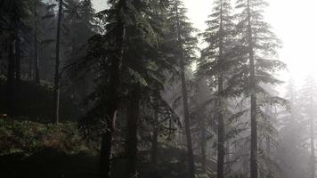 forêt de mauvaise humeur calme dans un brouillard brumeux le matin