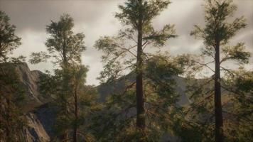 dimmig skog på bergssluttningen video