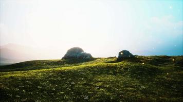 alpine meadow with rocks and green grass video