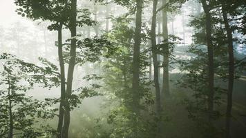 sunlight in the green forest in fog at spring time video