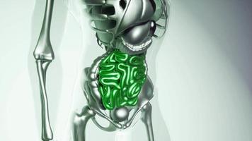 modelo de intestino humano con todos los órganos y huesos video