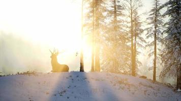 orgoglioso maschio di cervo nobile nella foresta di neve invernale video